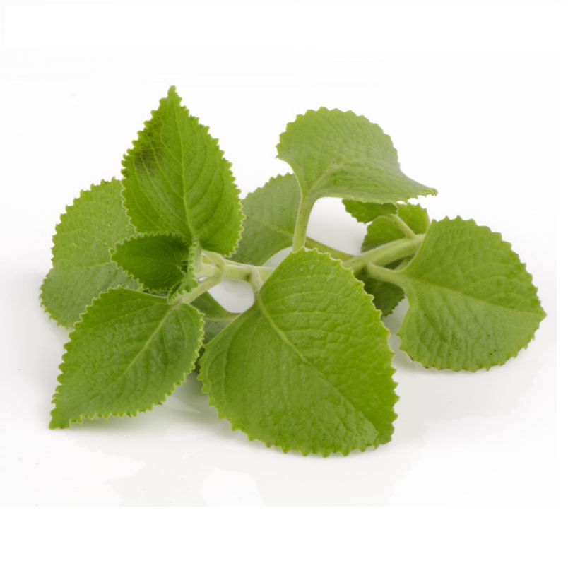 Hạt giống húng chanh